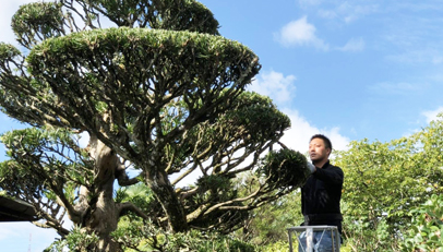 剪定・伐採・草刈り・草抜き